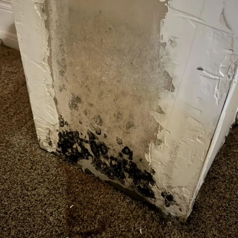 Professional Mold Removal in Hawthorn Woods, IL